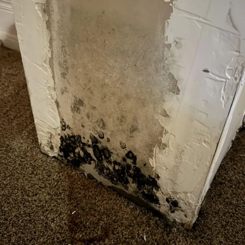 Professional Mold Removal in Paris, TN